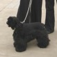 Luna en el concurso de perros de la Universidad Agraria La Molina.